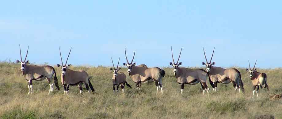 Karoo wildlife game viewing