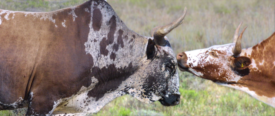 Nguni Cattle, Morning Glory Accommodation