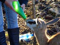 Feeding Farm | Wild Animal