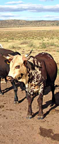 Nguni Cattle Farm